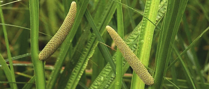 Calamus Oil Best Wholesale Dealer of Most Seller Lowest Price Top Manufacturer Premium Quality Global Exporter Bulk Supplier