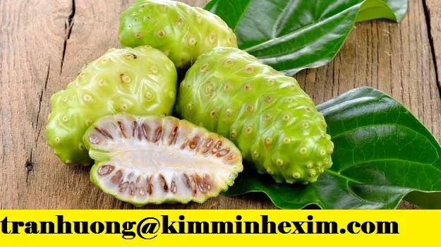 FRESH NONI FRUIT WITH CHEAP PRICE