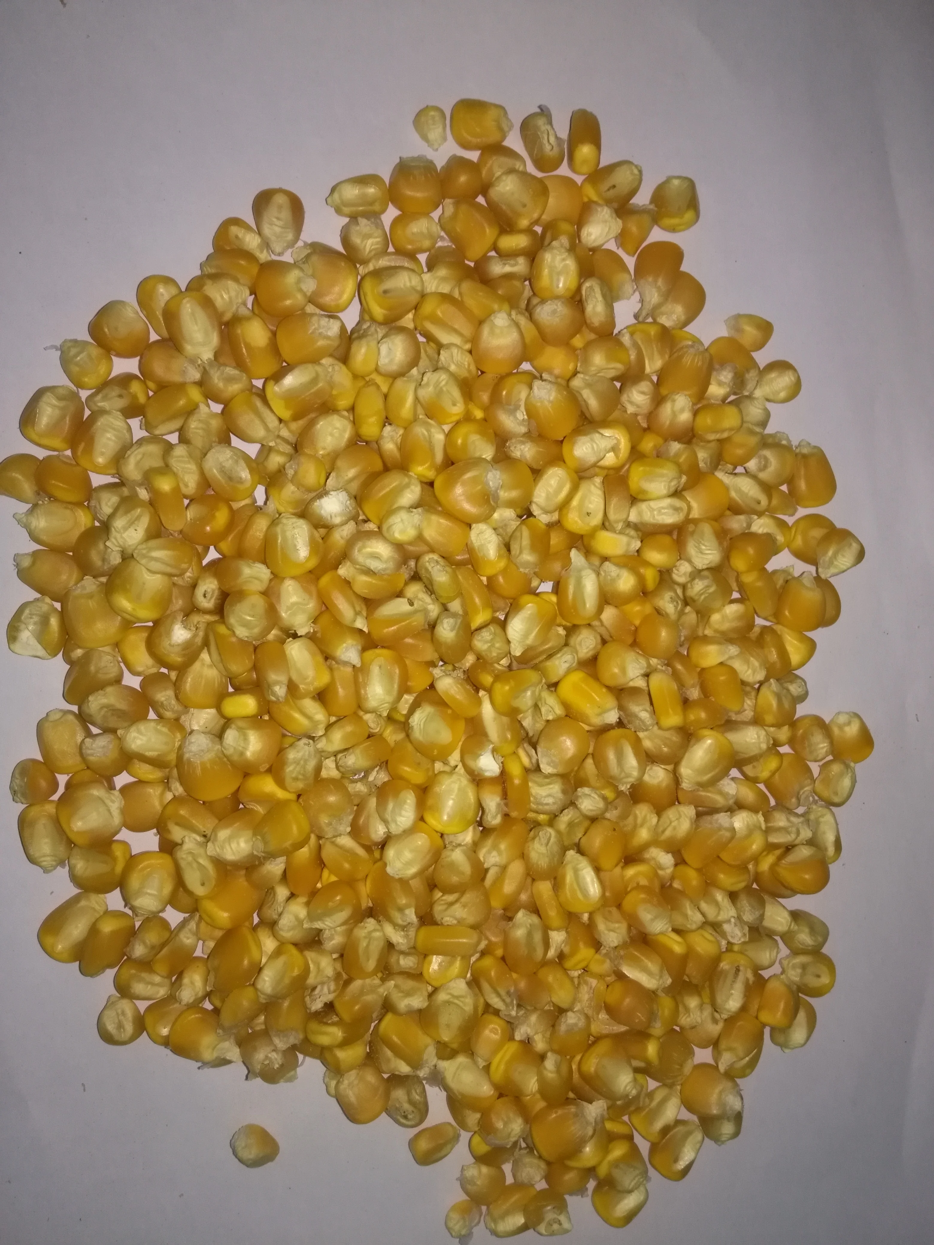 Chicken Feed Yellow Maize / Corn Animal Feed