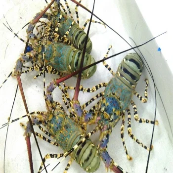 
Live Tiger Lobster 