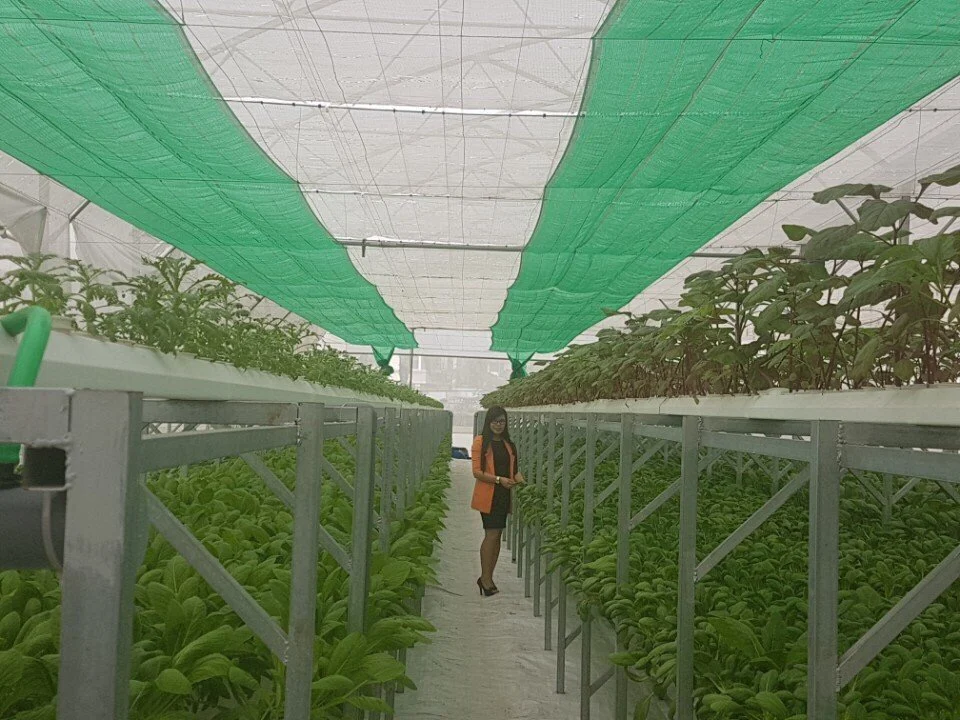 Vegetable Vietnam/ Red Amaranth