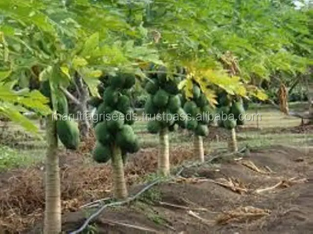 
99% Germination Rate Fruit Plant Papaya Seeds 
