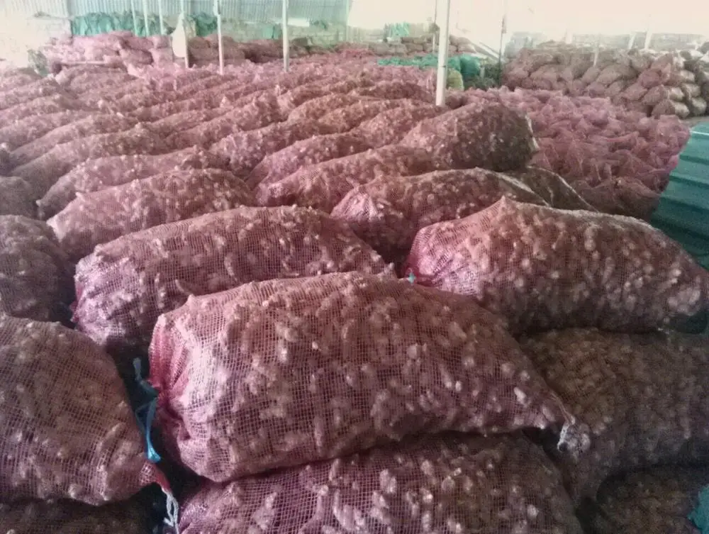 
VIETNAM FRESH GINGER 