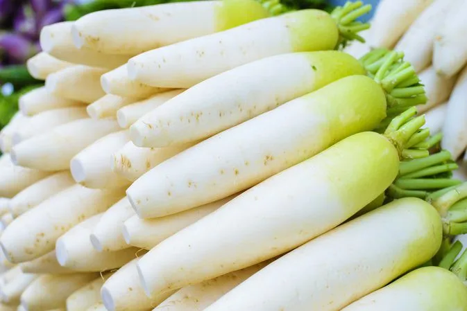 FRESH DAIKON RADISH in BIG SIZE 2020