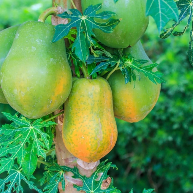 Organic Fertilizer for papaya and banana