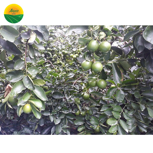 LOW PRICE - SOUR SEEDLESS LEMON FROM VIET NAM