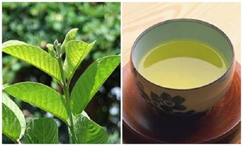 Гуава/сушеный лист, высушенный лист для заварника с чаем, чайный столикик, экстракт гуавы порошок/WHATSAPP + 84-845-639-639