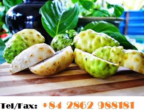 FRESH NONI FRUIT WITH CHEAP PRICE