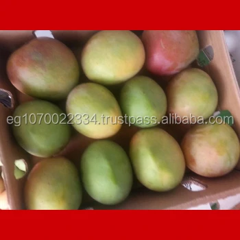 fresh mango fruit ready to export to Russia