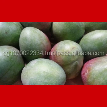 fresh mango fruit ready to export to Senegal