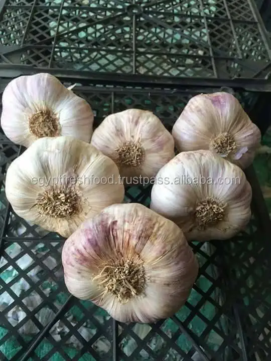 
Fresh White Garlic , Purple Garlic for sale ready to export from Egypt season 2020 