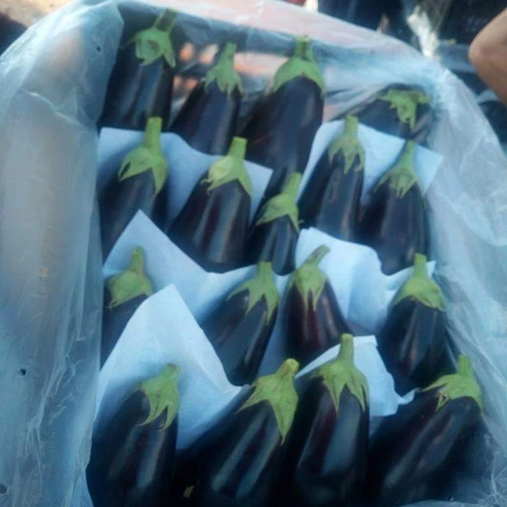 wholesale fresh  black eggplant from Egypt with high quality