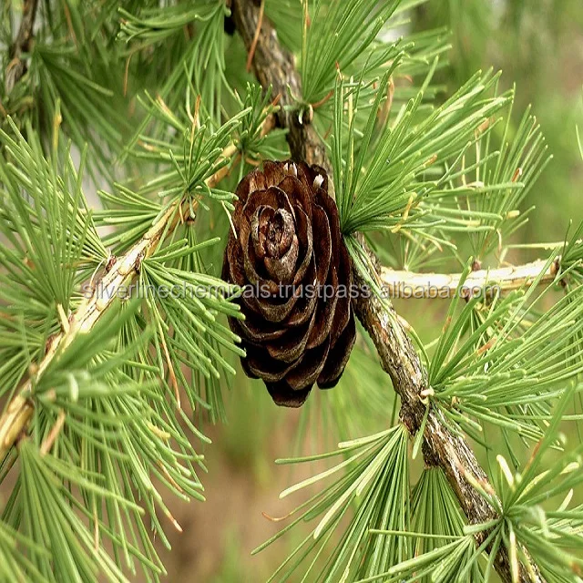 Best Quality beta pinene export