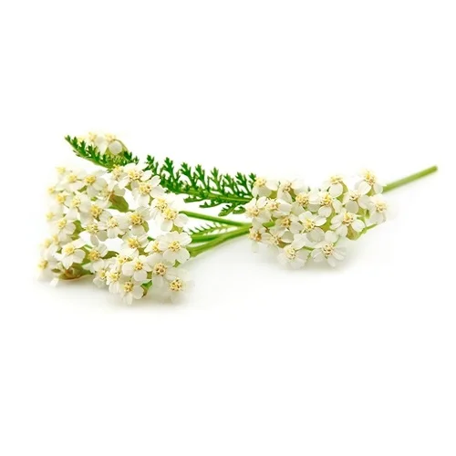 Высококачественное фармацевтическое эфирное масло Yarrow по оптовой цене
