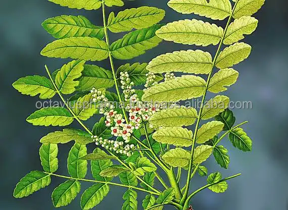 
Boswellia Serrata Extract 