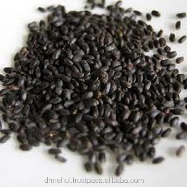 Ocimum basilicum