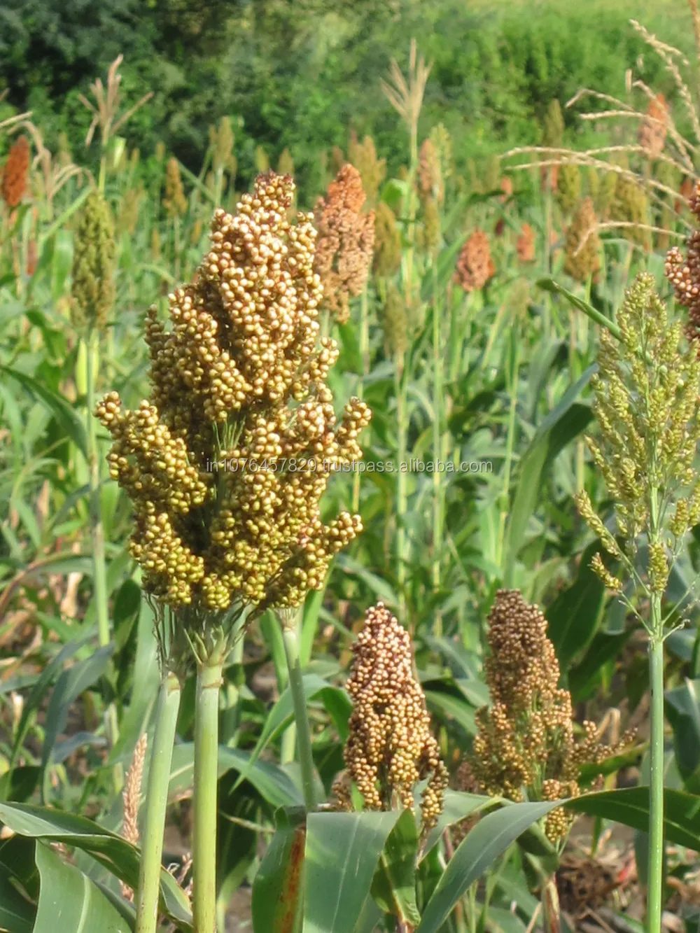 
Only price of that sorghum seeds for Malaysia 