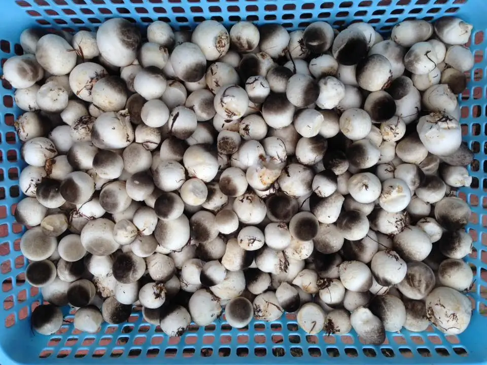 
Frozen mushroom,IQF Straw mushroom-high quality Frozen Vegetables 2020 +84 845 639 639 