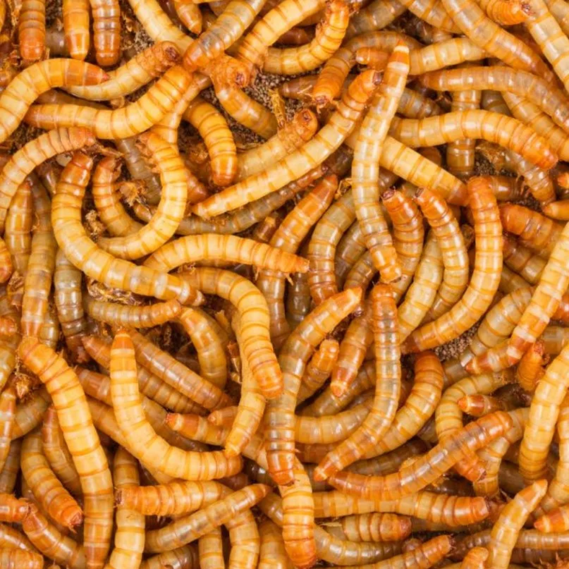
Live/Dry Mealworm bird Food Chicken fish 