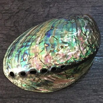 Polished New Zealand Abalone Shell.