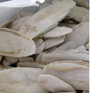CUTTLEFISH BONE from VIET NAM with the best price/WHATSAPP 84845639639