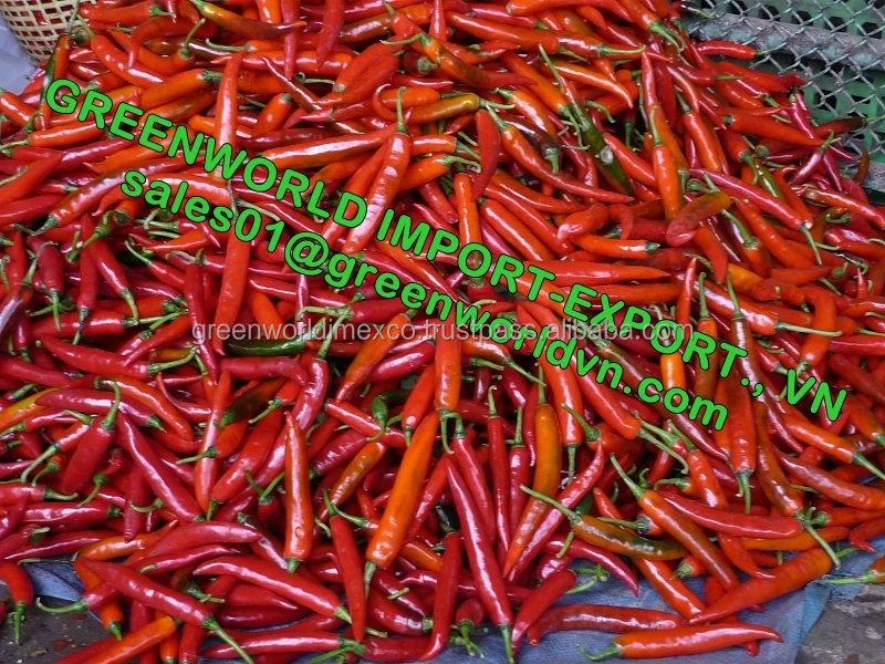 HOT PRICE WITH FRESH CHILLI  FOR GOLD QUALITY FROM VIET NAM