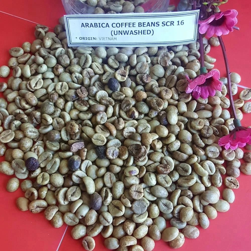  Вьетнамские высококачественные зеленые кофейные зерна ARABICA по хорошей цене SCR13/ SCR16/ SCR18 +