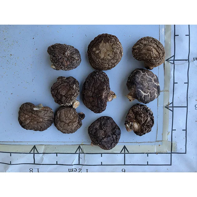 Japanese organic dried shiitake mushroom 1kg with small and mind size