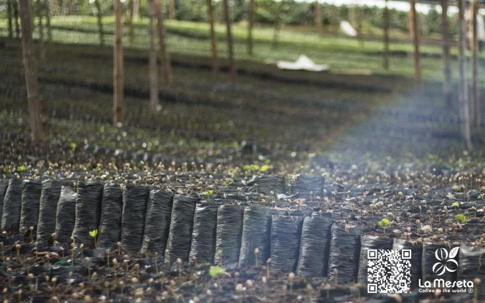 
EUROPA EP 5% COLOMBIAN COFFEE BEANS 