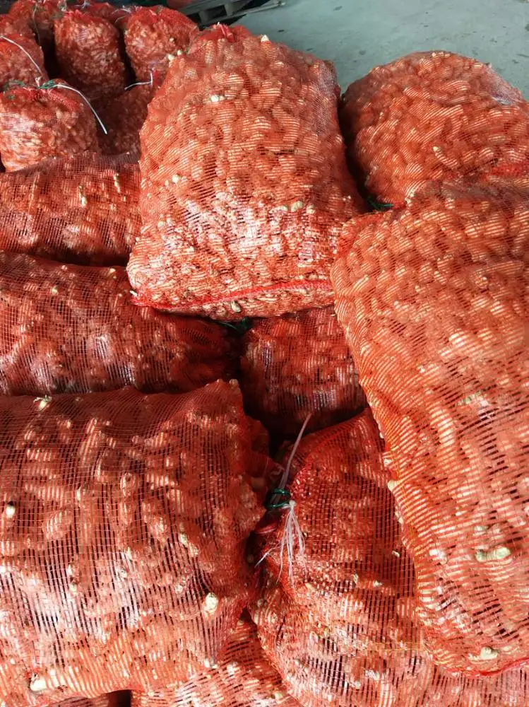 FRES SAND GINGER FOR SALE from vietnam