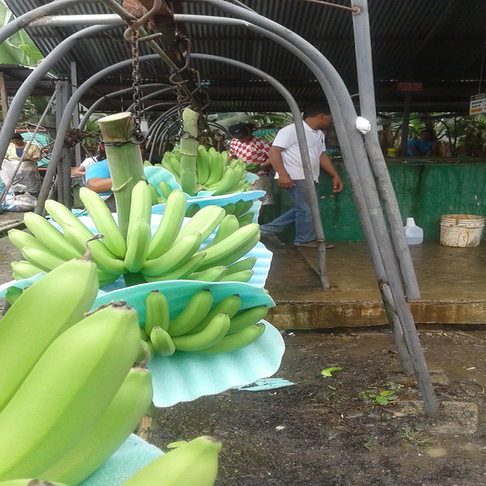 BANANAS PREMIUM CAVENDISH