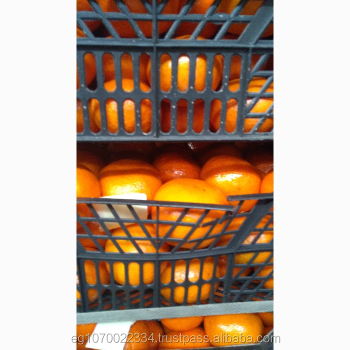 fresh Valencia orange ready to export on August from Egypt to South Africa