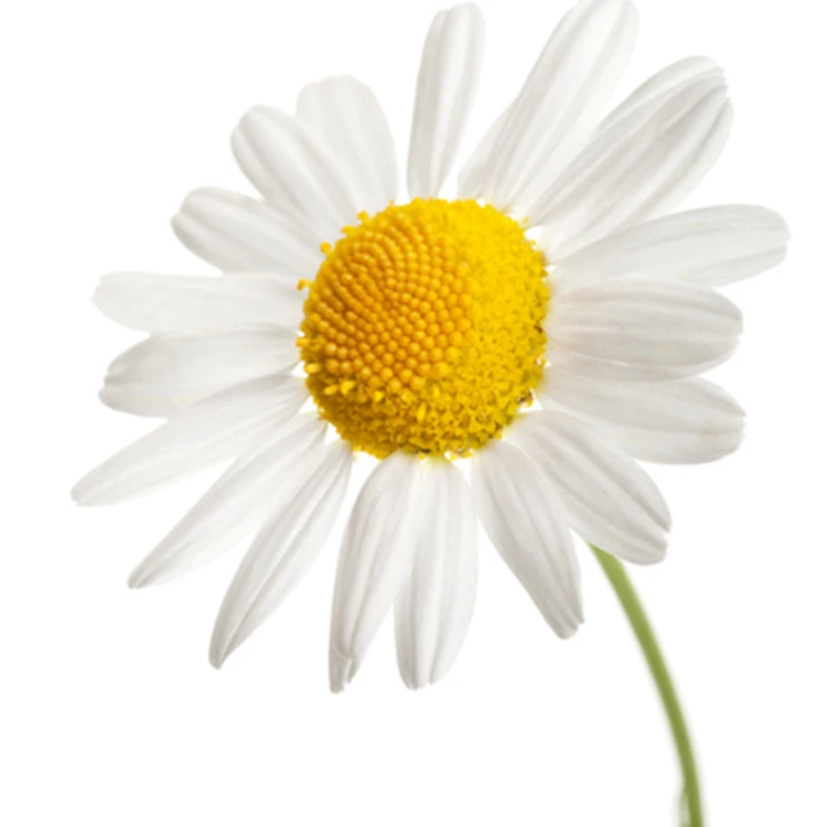 
 Органическая Ромашка, ромашка, ромашка, Германия  