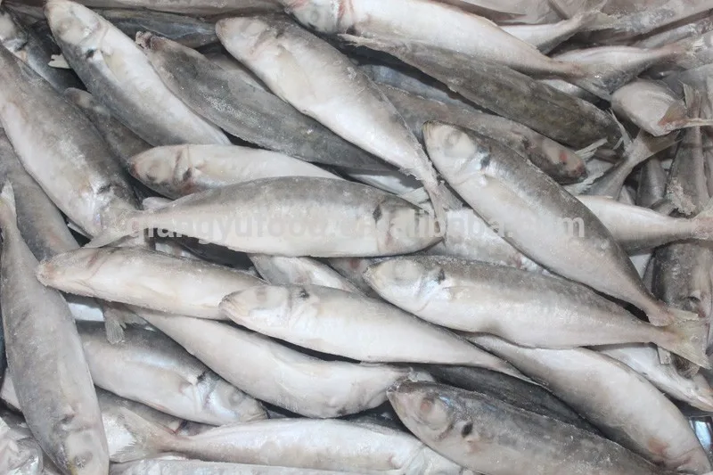 Cheap Price Fresh/ Frozen Salmon Fish Top Quality / Frozen Mackerel Fish