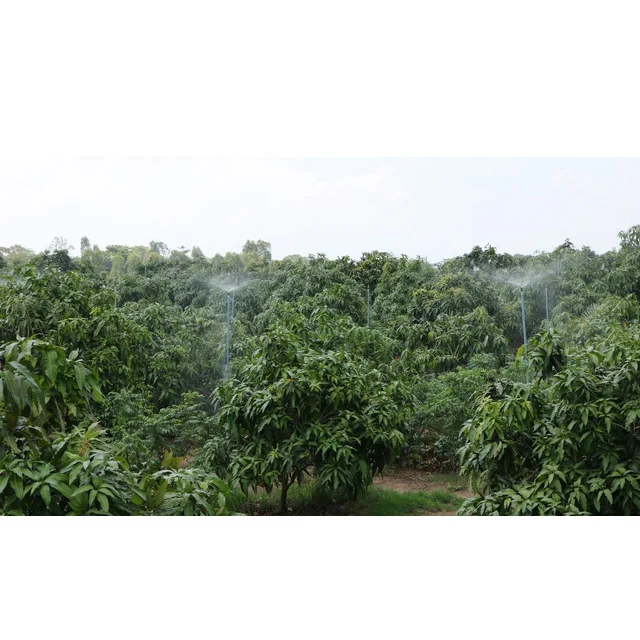 HIGH QUALITY DAI LOAN MANGO FOR EATING