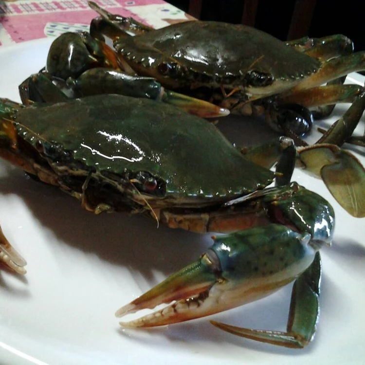 
Male Female Frozen Live Fresh Mud Crab 