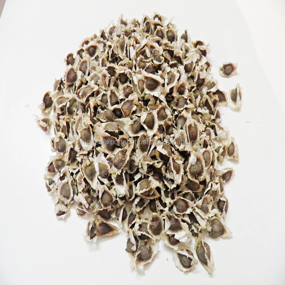 PKM1 Wholesale Moringa Seed Supplier-  -- Whatsapp :+91 73580 94554