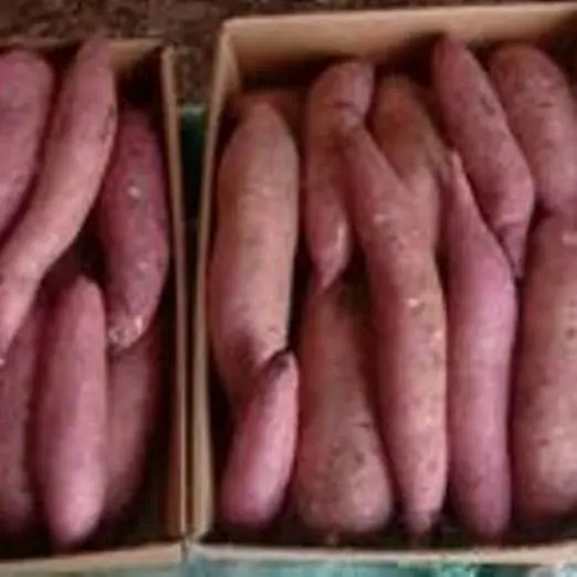 
best price Sweet potato  (50040119403)