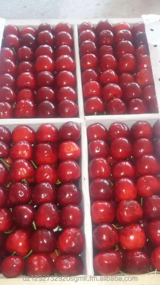 
fresh cherry wholesale fresh cherry fruit fresh cherry price 