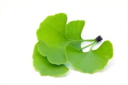 Ginkgo biloba Flavone Glycosides HPLC GMP