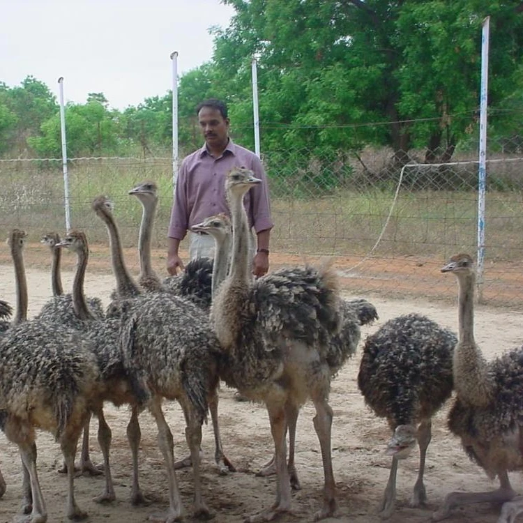 
Ostrich Chicks. Live Ostrich Birds for sale 
