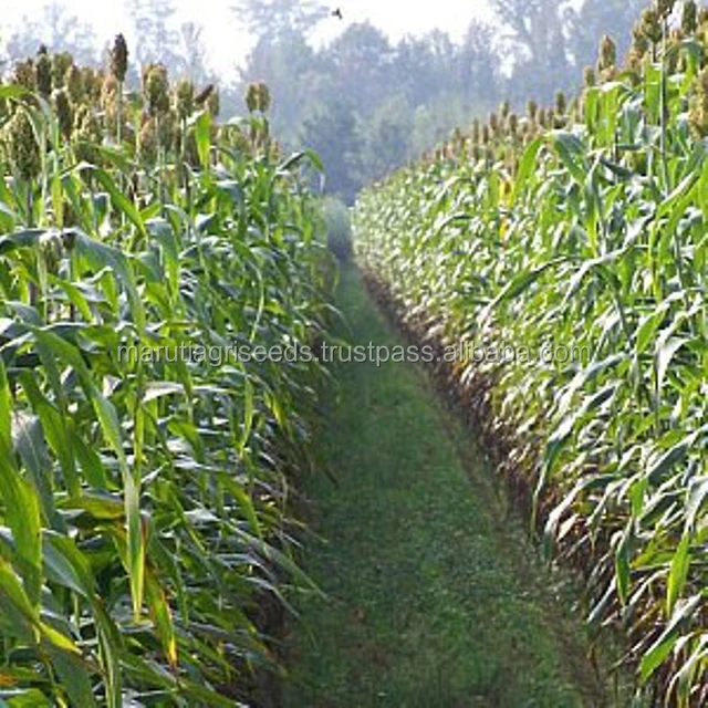 
Only price of that sorghum seeds for Malaysia 