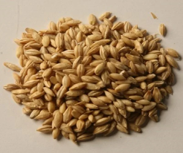 100% Feed barley For Animal Feed and Human Consumption