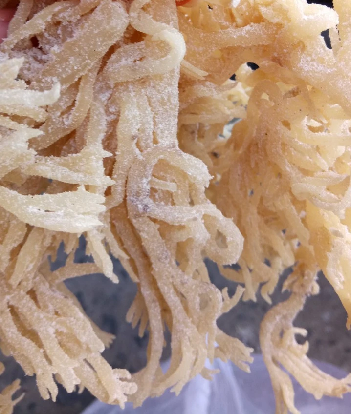 Dry EUCHEUMA COTTONII/Sargassum водоросли высокого качества-Ms: