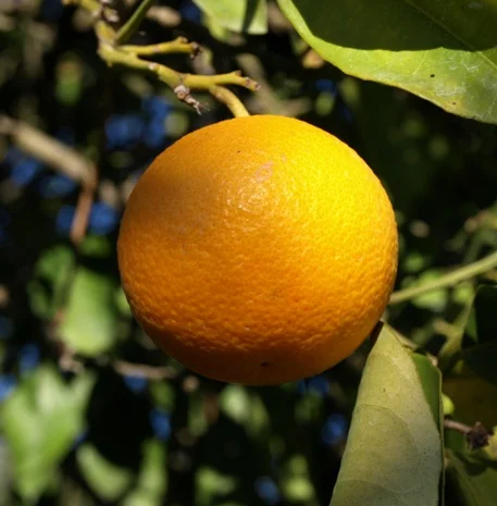 High quality oranges , citrus from egypt , best price