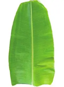 Indian Fresh Banana Leaves Available...