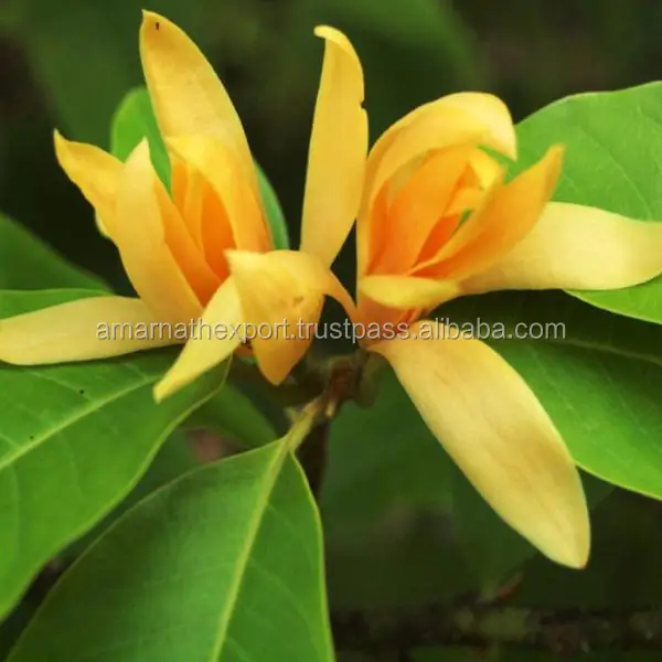 Manufacturer of Champaca Absolute Oil for Private Labeling Bulk Wholesaler of Champaca Absolute Oil Premium Quality Top Grade