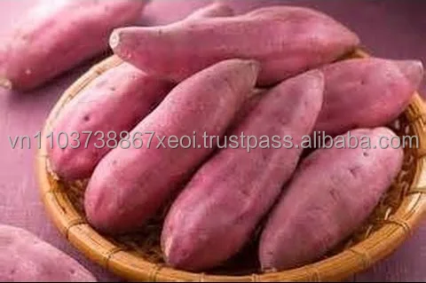 HIGH QUALITY JAPANESE SWEET in 2021 sweet potato cheap price  +84-845-639-639