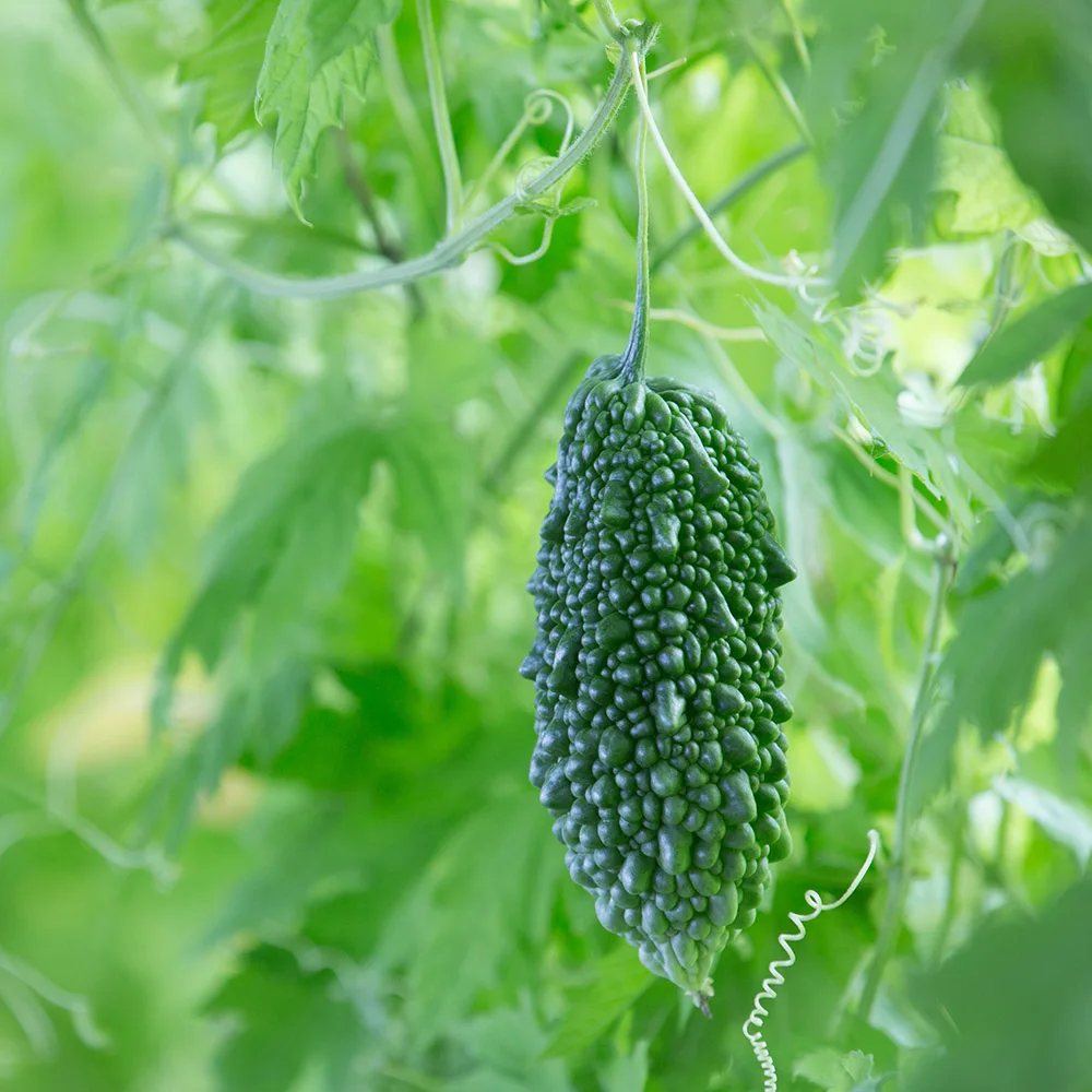 Green fruit juice names, green juice delicious matcha flavor