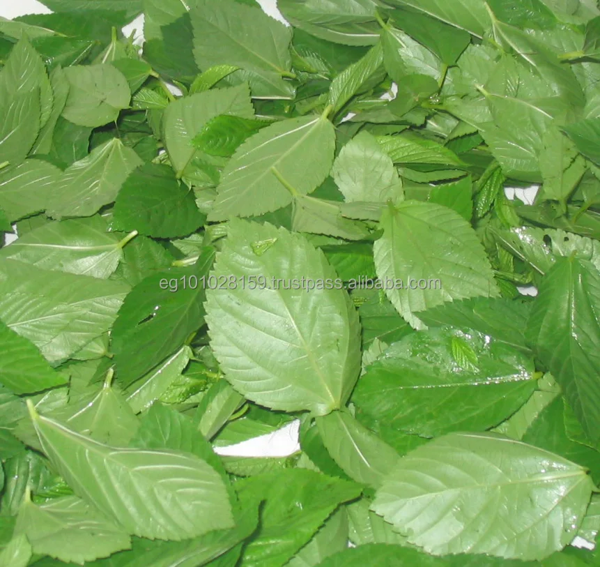 Листья молохии